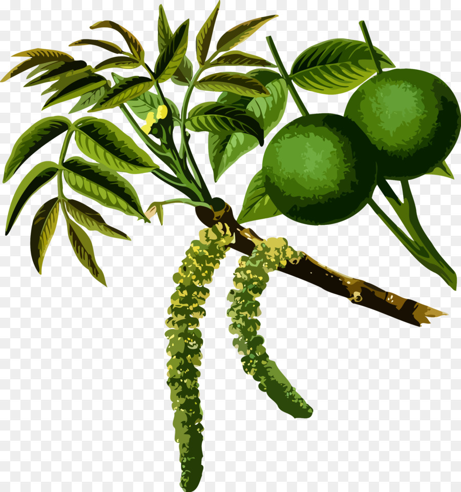 Walnut Tree clipart.