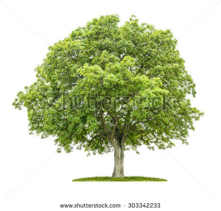 Walnut Tree Stock Images, Royalty.