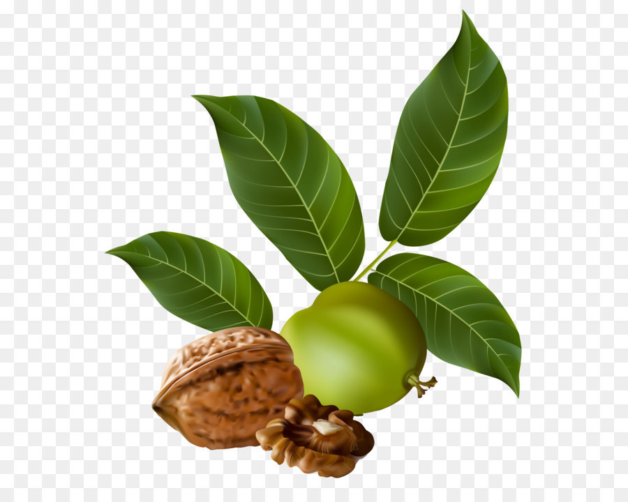 Walnut Tree png download.