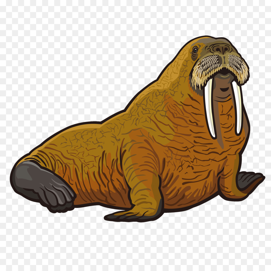 Walrus Walrus png download.