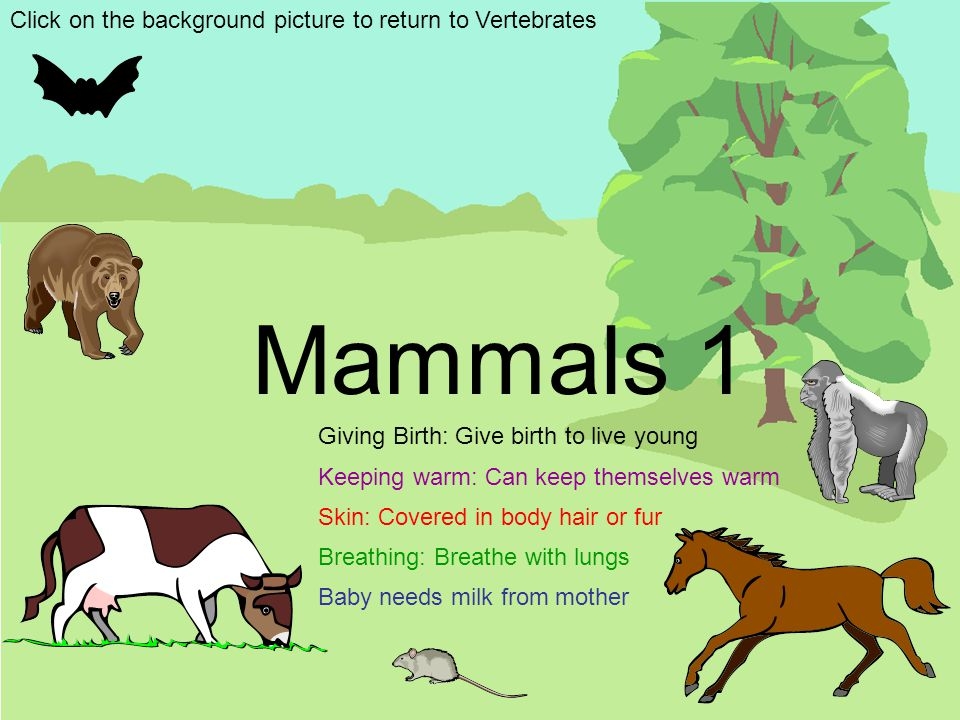 Warm Blooded Animals Clipart.