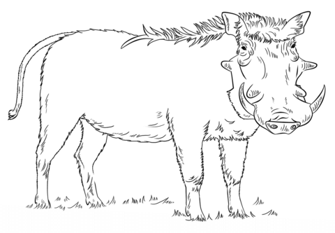 Warthog coloring page.