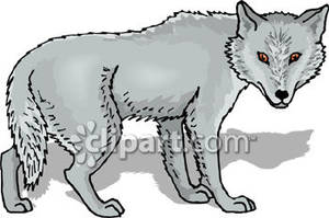 Grey Wolf.