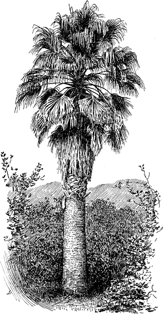 Washingtonia Filifera.