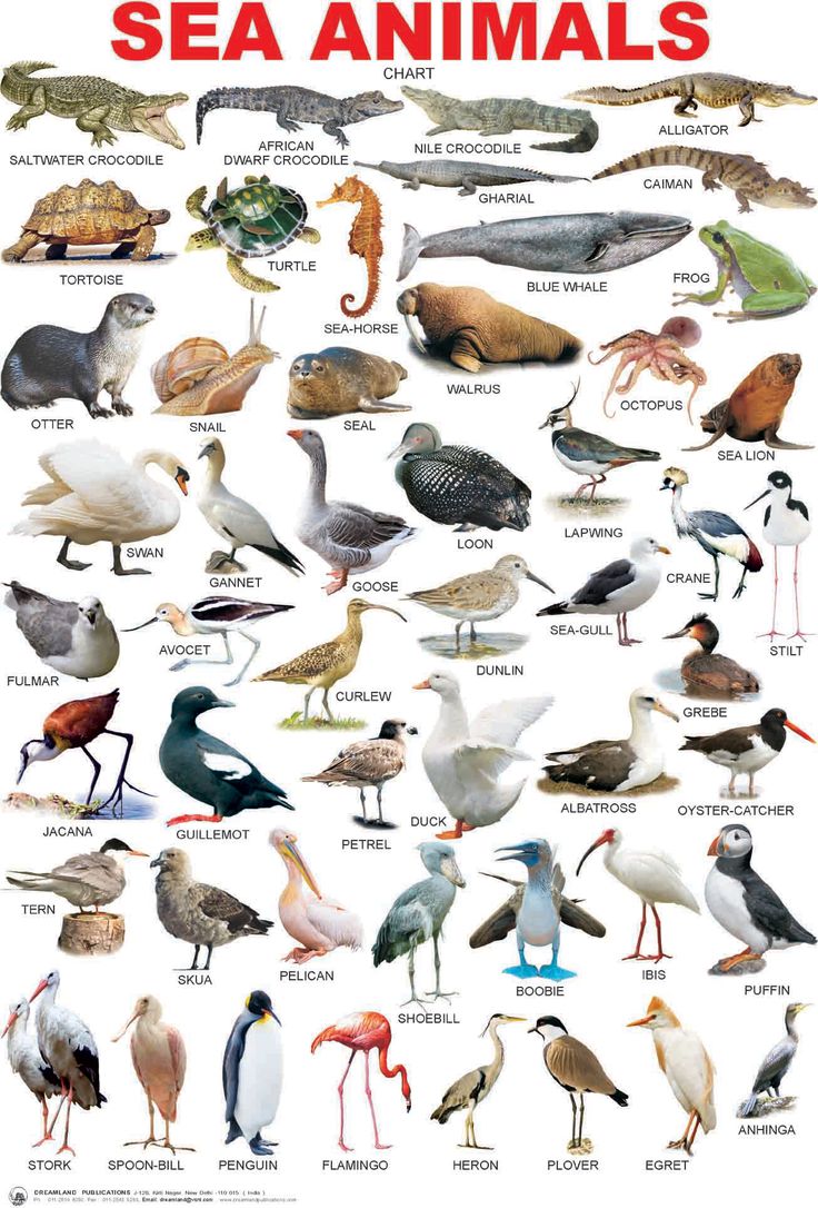 water animals clipart with names 20 free Cliparts