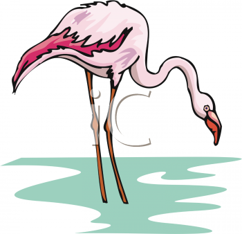 Pink Flamingo in the Water Clipart Image.