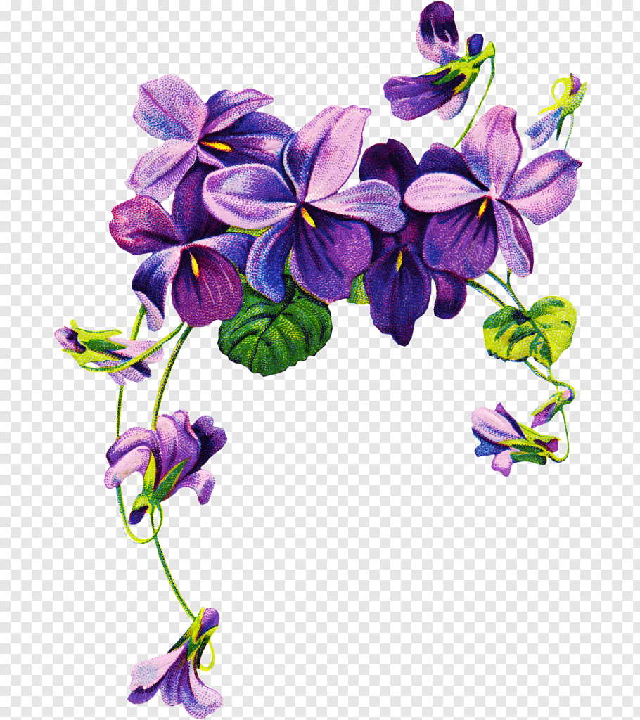 Purple lilacs, African violets Purple Flower, watercolor.