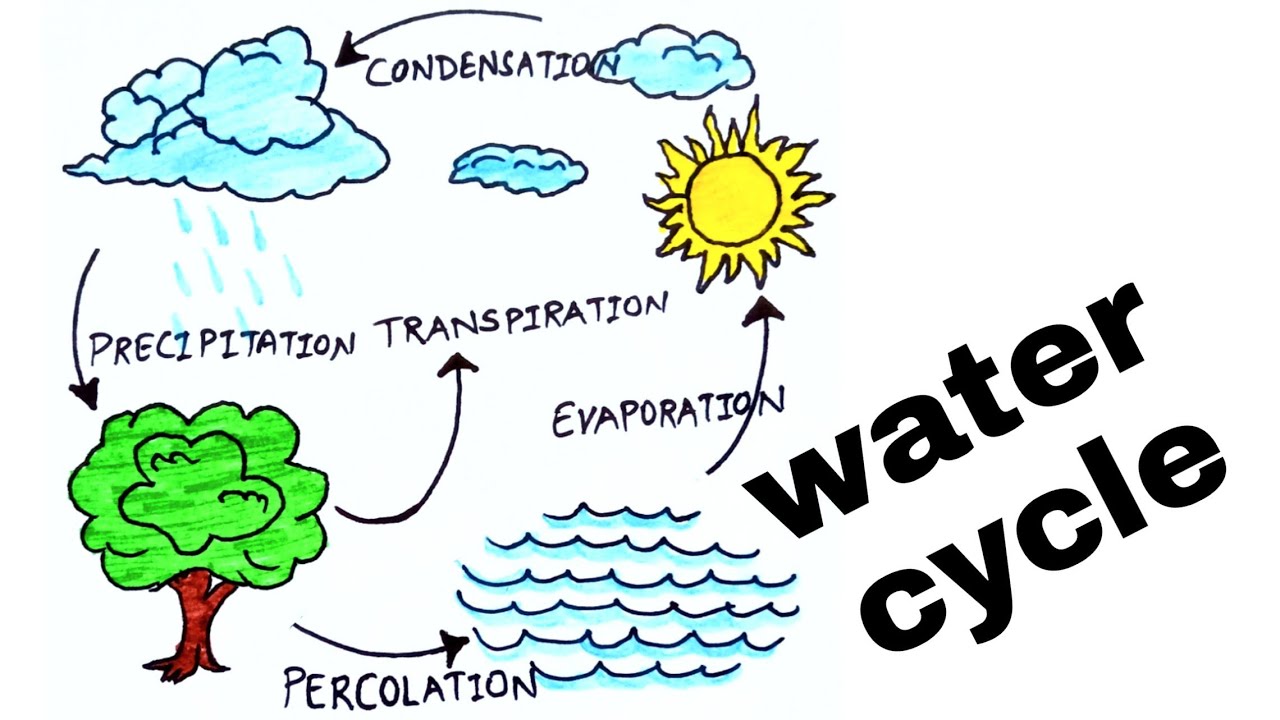 16+ Water Cycle Diagram With Explain PNG Diagrams