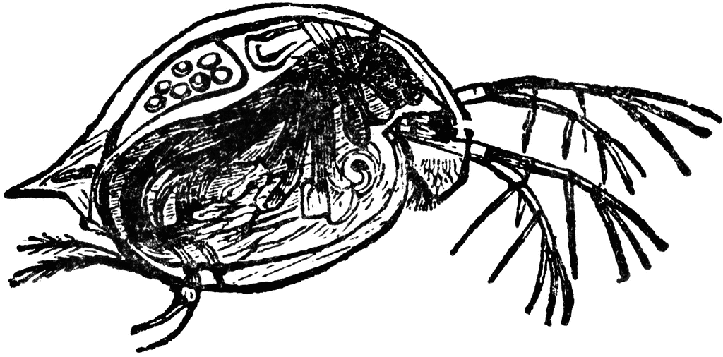 Личинка стрекозы дафния