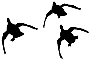 Waterfowl Clip Art.