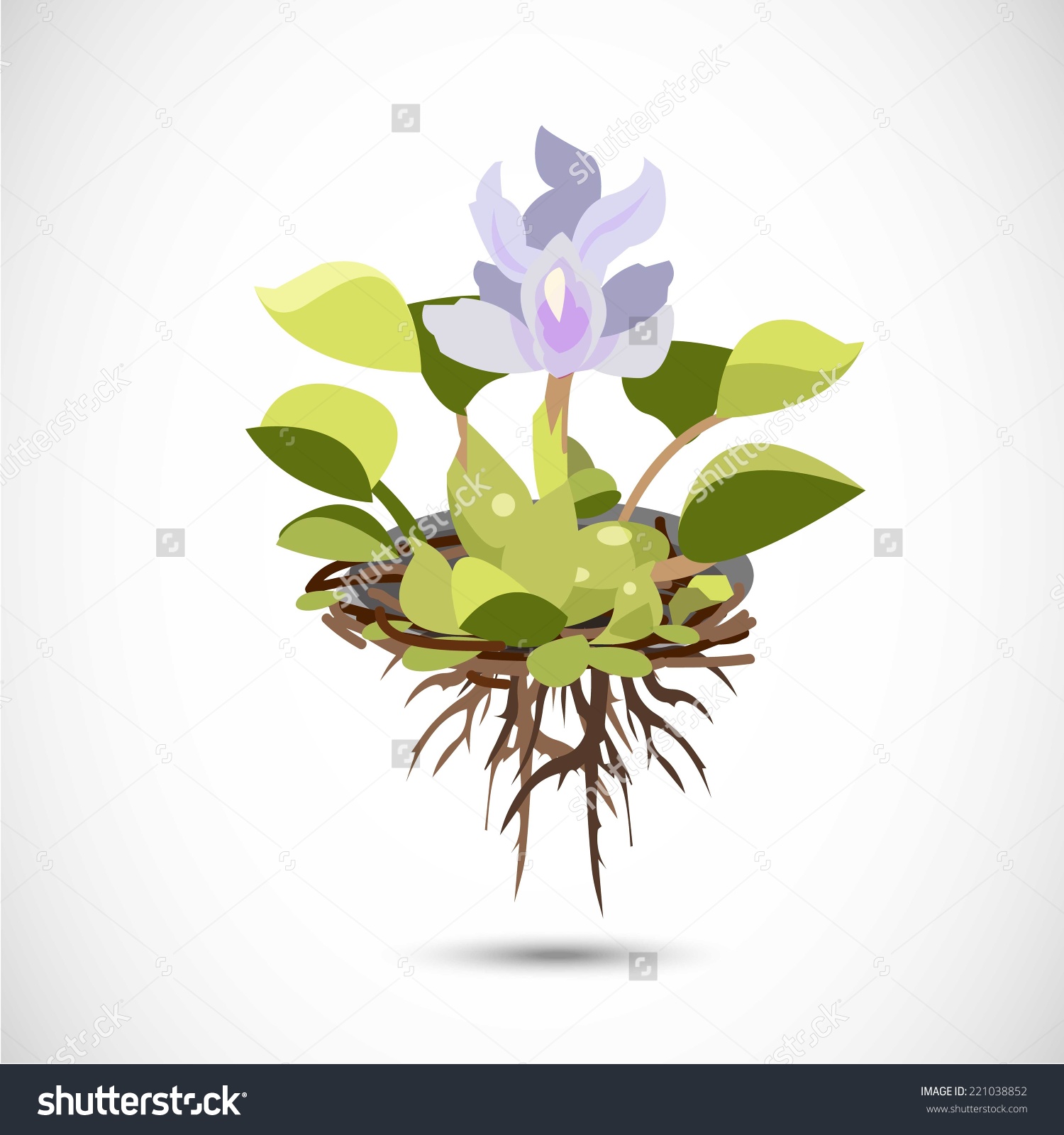 Water Hyacinth Vector Illustration Stock Vector 221038852.