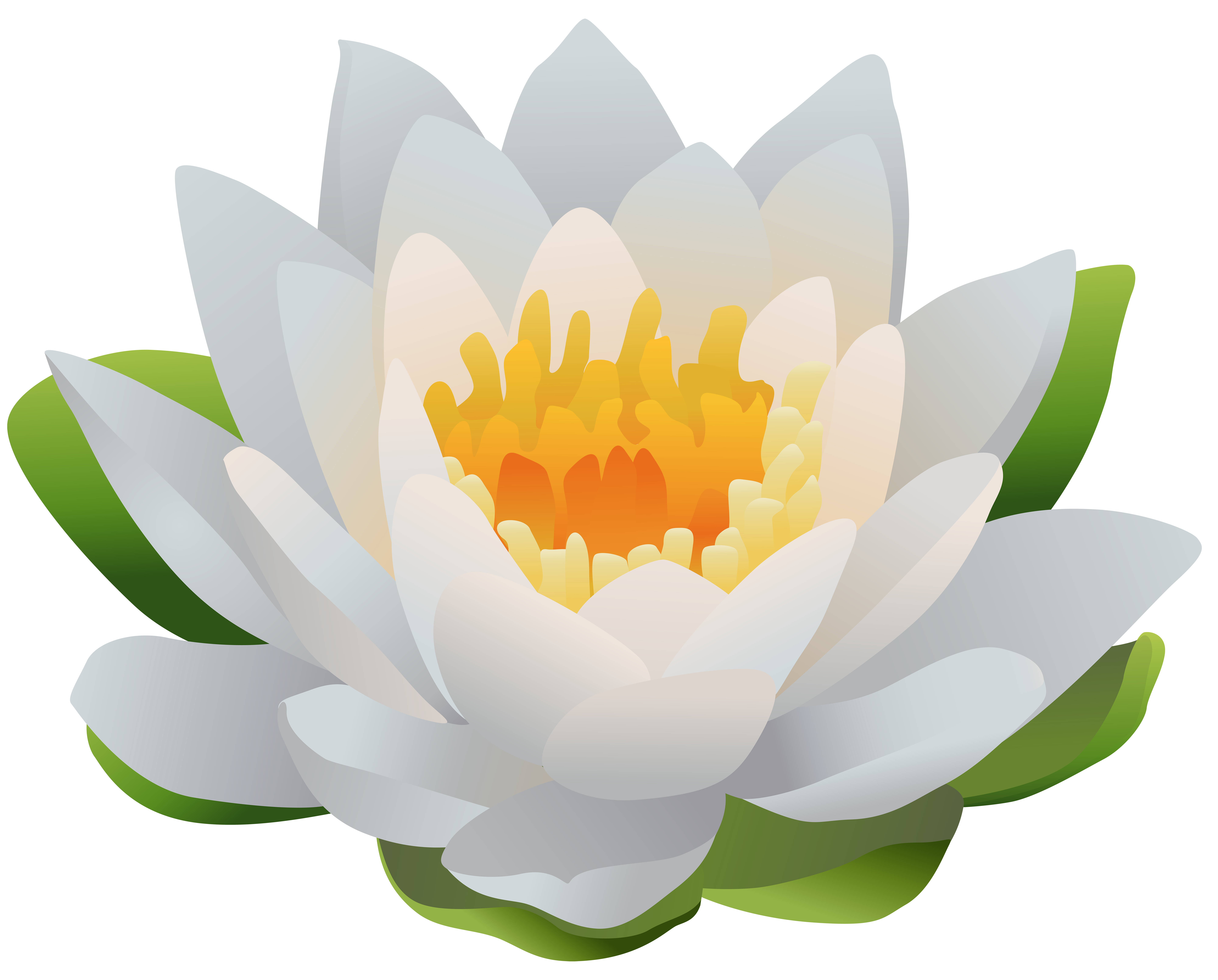 Water Lily PNG Clip Art Image.