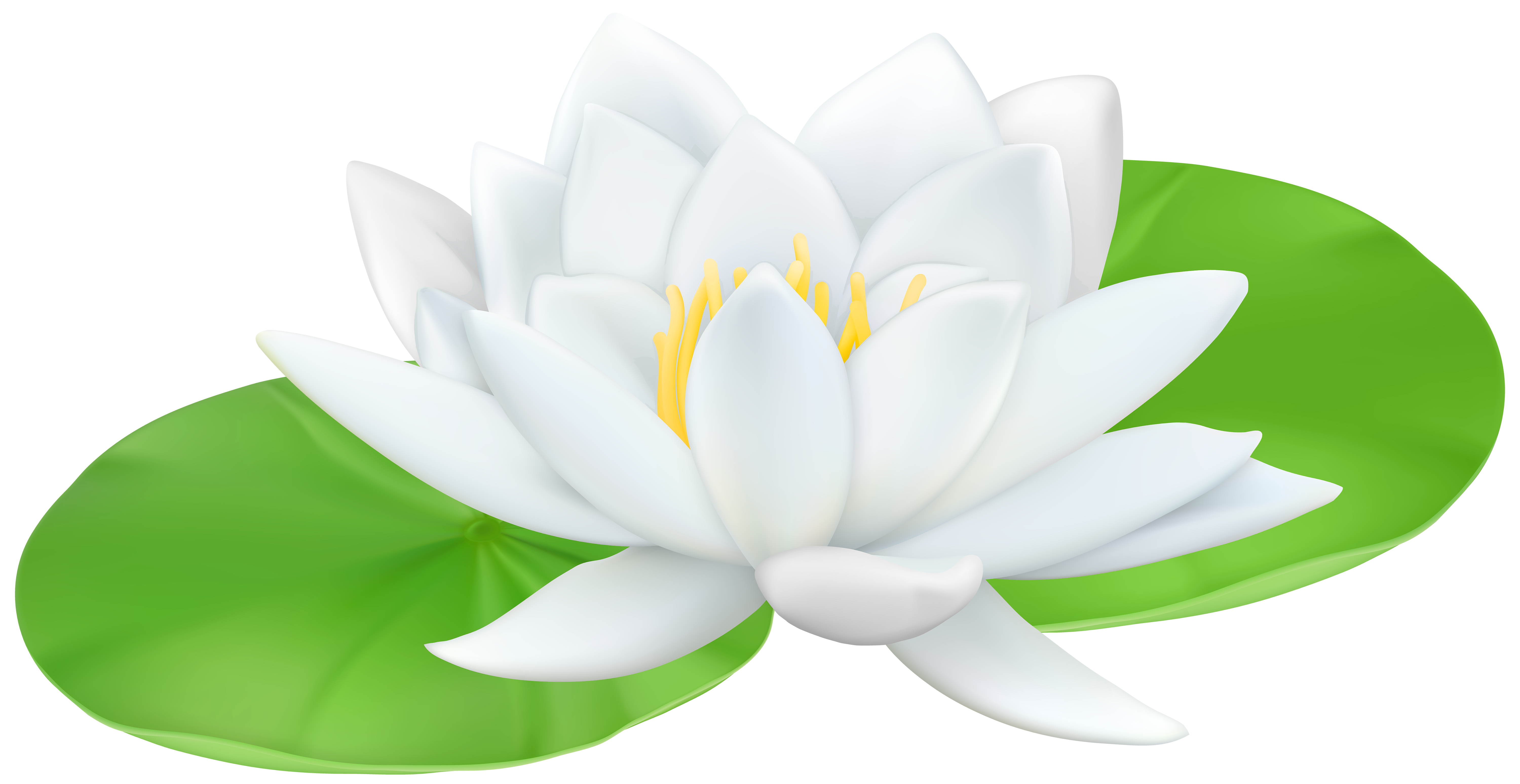 Water Lily Transparent PNG Clip Art Image.