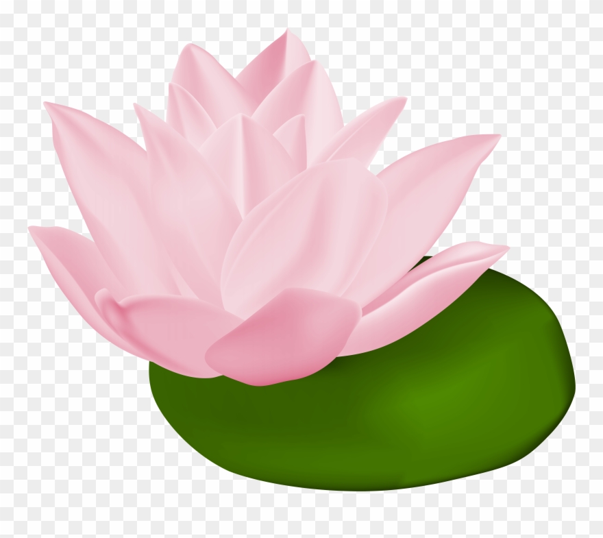 Pink Water Lily Transparent Png Clip Art Image Gallery.