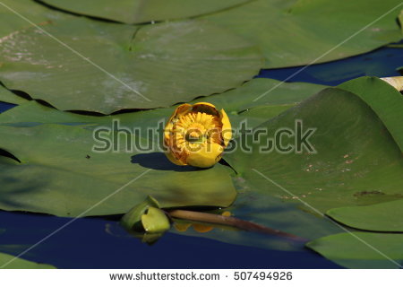 Nuphar Lutea Stock Photos, Royalty.