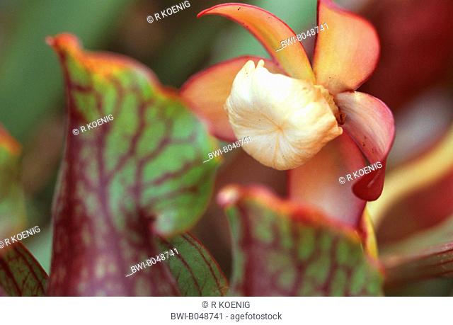 Purple pitcher plant leaves Stock Photos and Images.