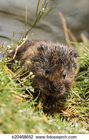 Stock Photo of Juvenile Water Vole k20468652.