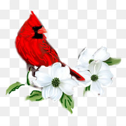 Dogwood Flower PNG and Dogwood Flower Transparent Clipart.