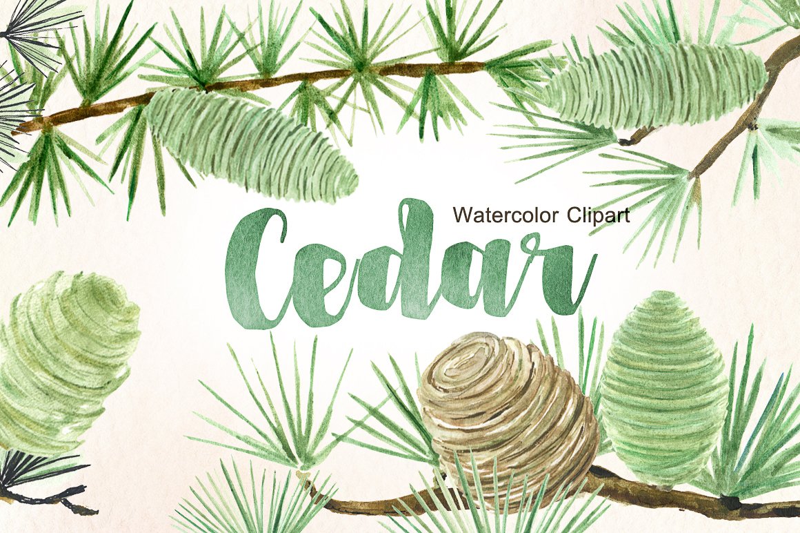 Cedar. Forest watercolor clipart..