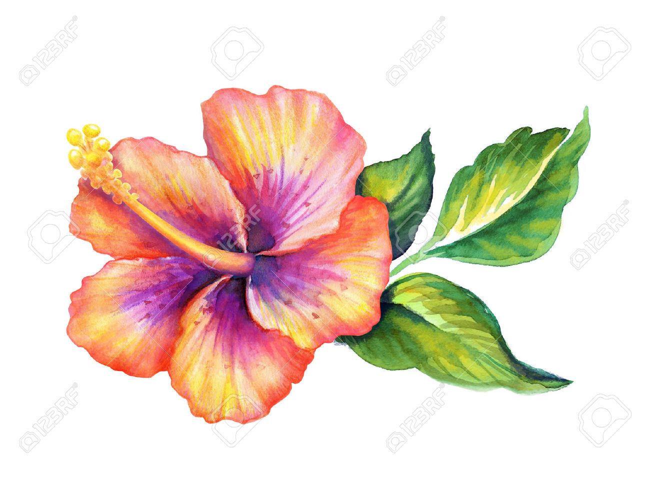 watercolor hibiscus clipart 10 free Cliparts | Download images on ...