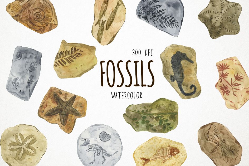 Watercolor Fossils Clipart, Fossils Clip Art, Fossil Clipart.