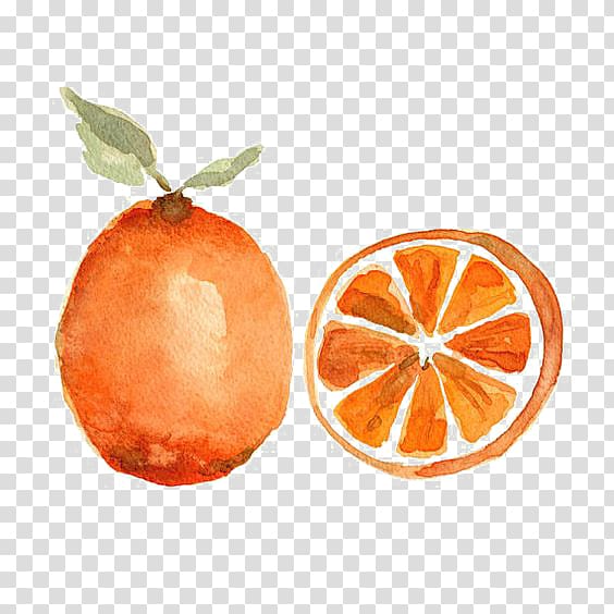 Watercolor painting Orange Fruit Still life, orange.