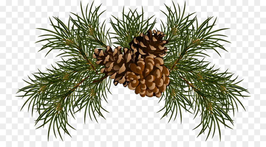 Christmas Tree Branch png download.