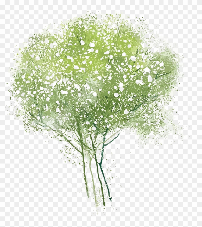 Adobe Watercolor Tree Transprent Png Free Download.