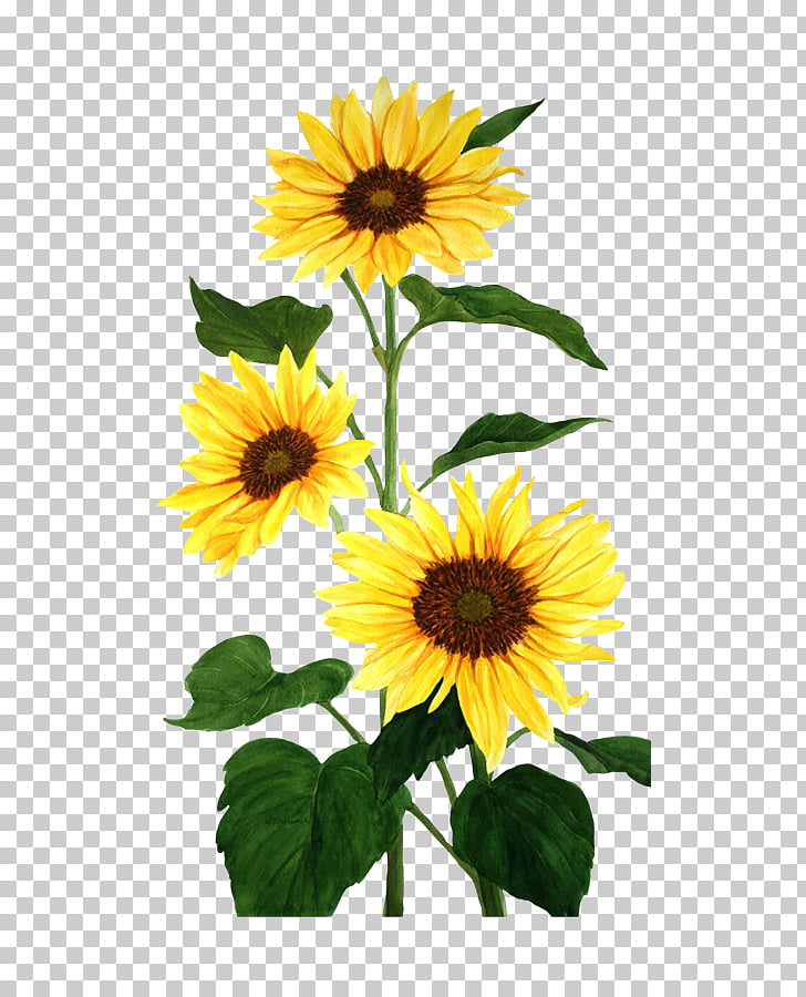 Common sunflower Watercolor painting, Sunflower, three.