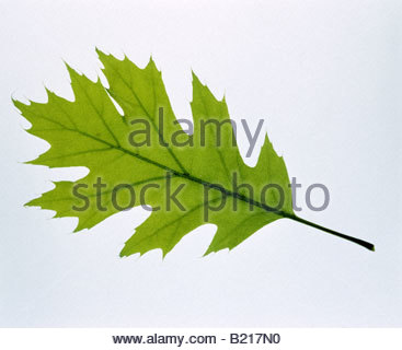 Lobed Stock Photos & Lobed Stock Images.