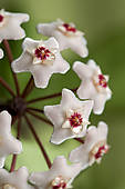 Stock Photograph of Flower umbel of a Wax Plant (Hoya carnosa.