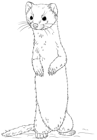 weasel clipart black and white 10 free Cliparts | Download images on