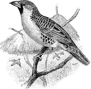 Weaver bird clipart.