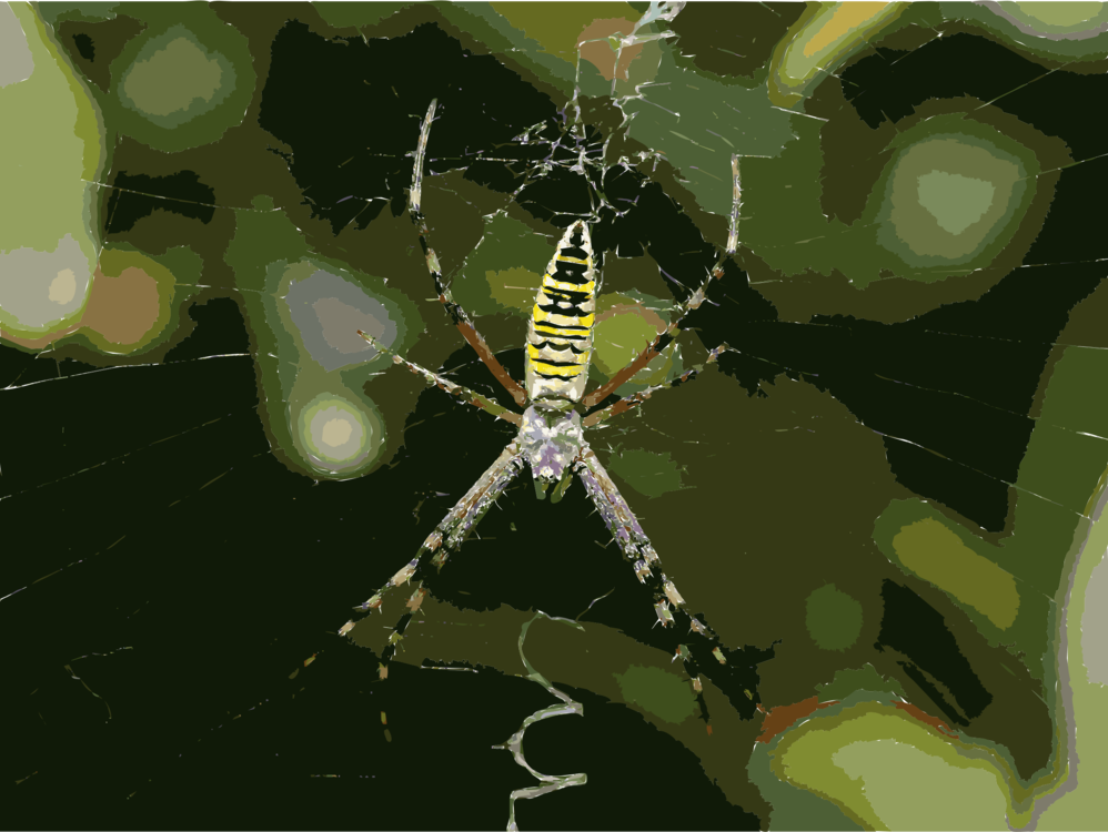 Biome,Araneus,Spider Web PNG Clipart.