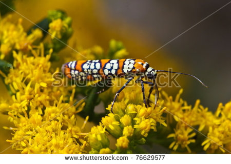 Ermine Moth Stock Images, Royalty.