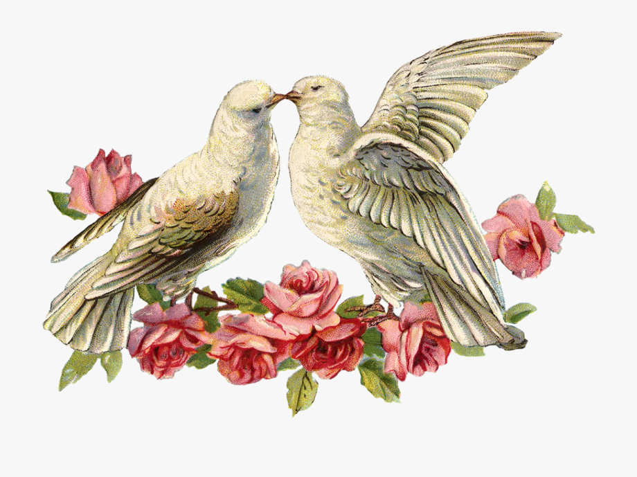 Love Doves Png.