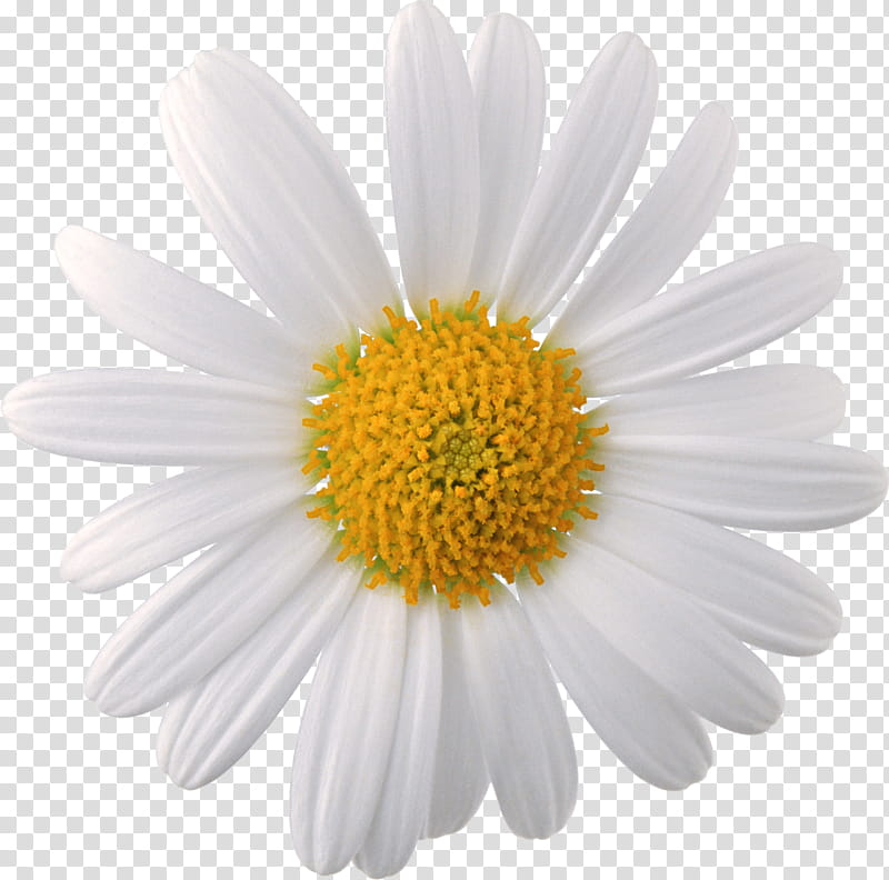 Spring YEAR ON DA, white daisy flower isolated on black.