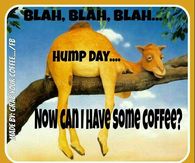 Hump Day Camel Pictures, Photos, Images, and Pics for.