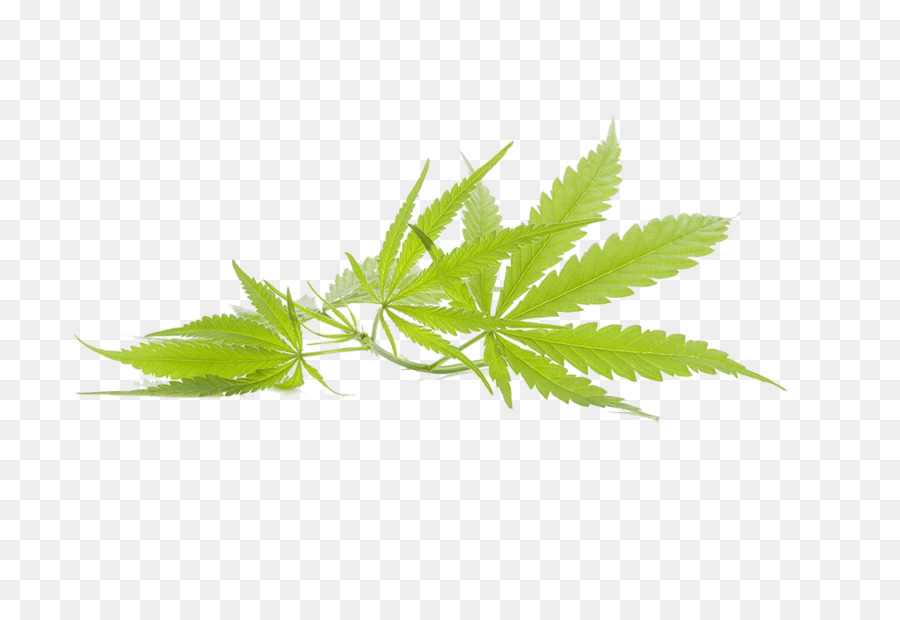 Cannabis Leaf Background png download.