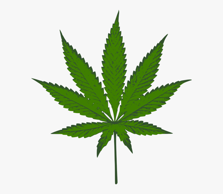 Cannabis Sativa Marijuana Weed Mary.
