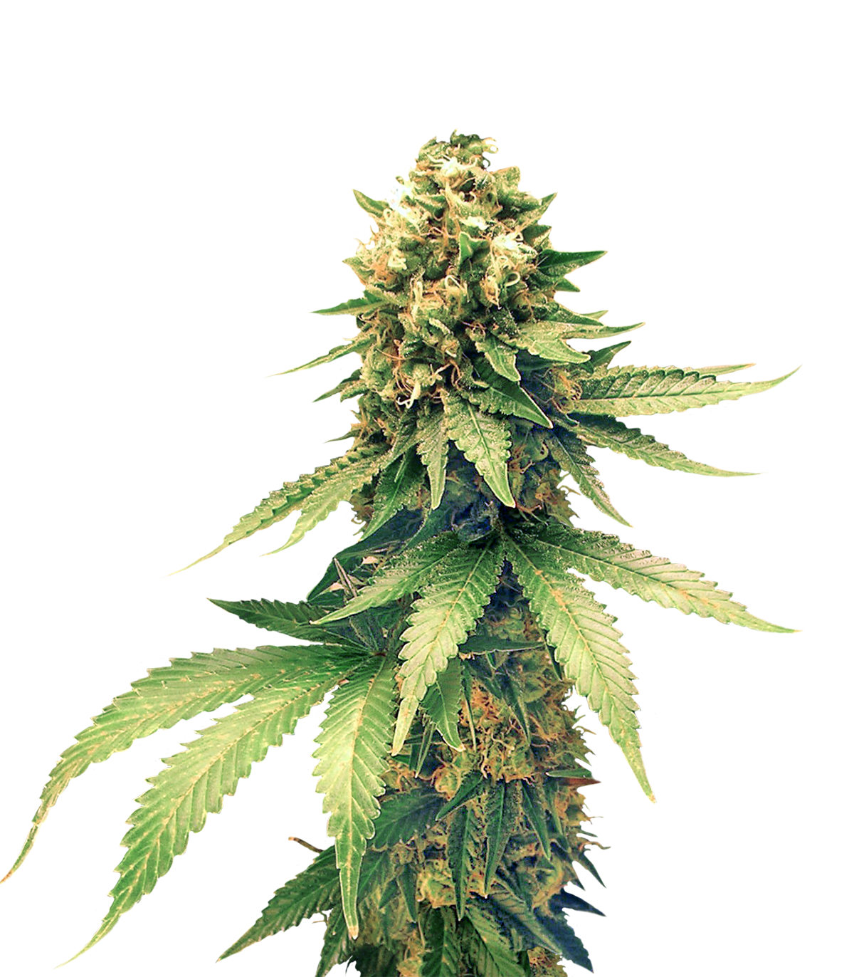 Cannabis PNG images free download.