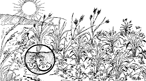 Weeds in crops clipart clipart images gallery for free.