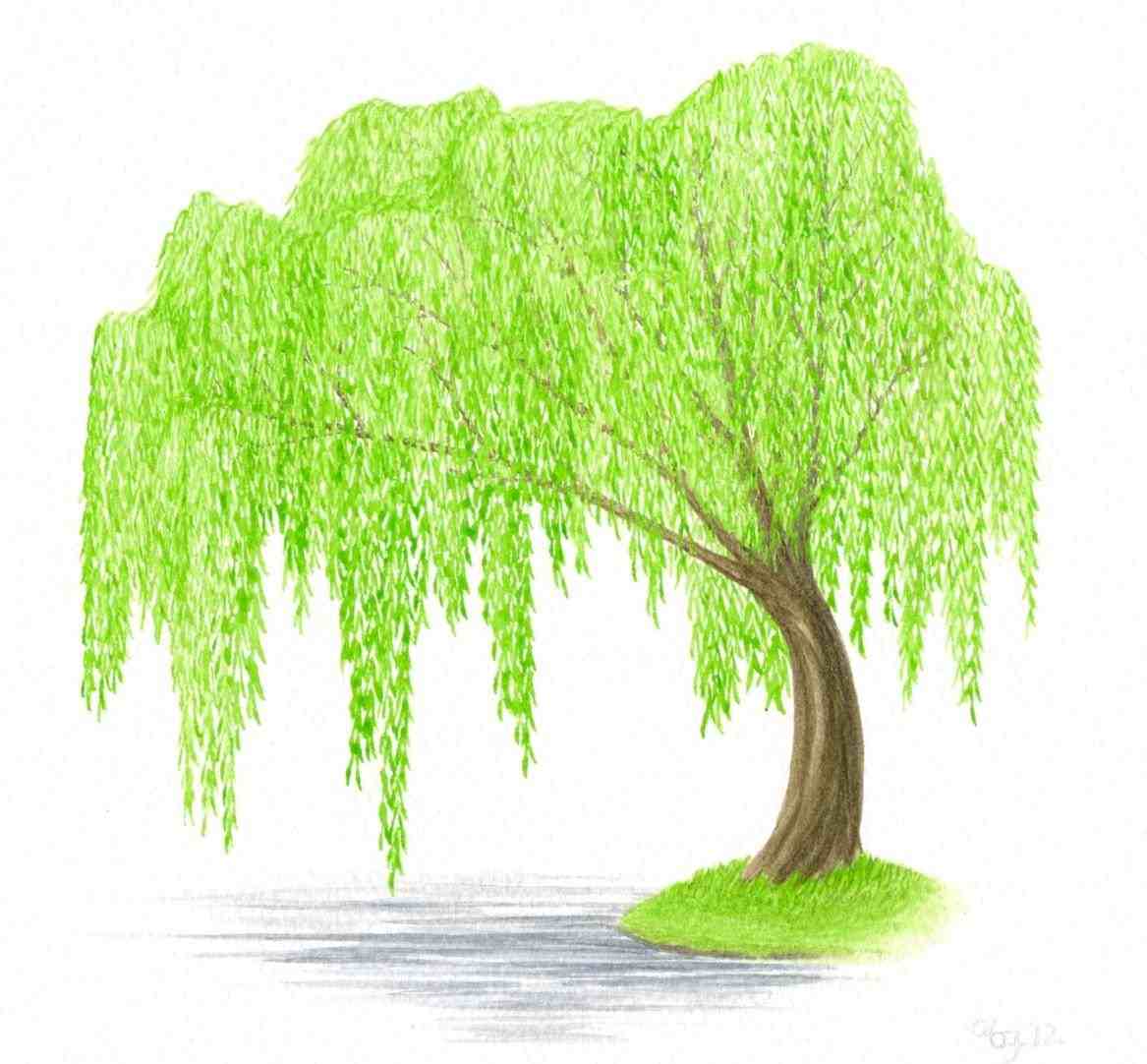 Willow Tree Clip Art & Willow Tree Clip Art Clip Art Images.