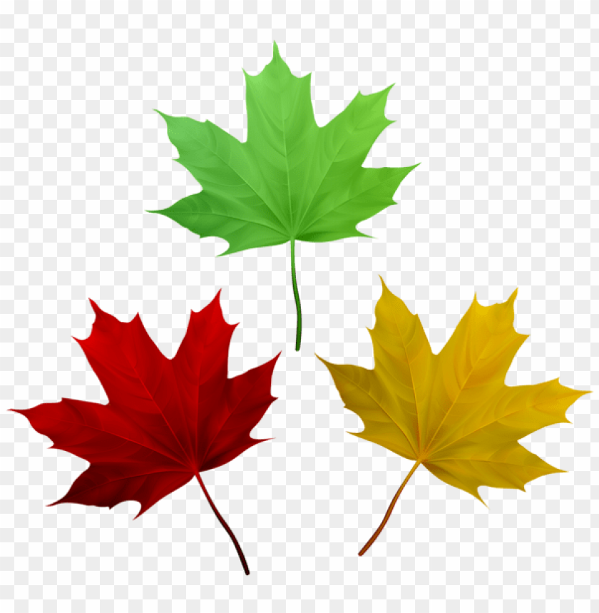 Download fall leaves set clipart png photo.