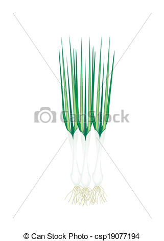 EPS Vectors of Fresh Spring Onion on A White Background.