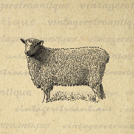 Wensleydale Ram Sheep Graphic Printable Digital Download.