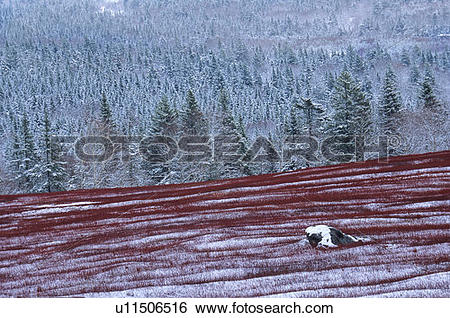 Stock Images of Snow covered Blueberry Field, Wentworth Valley.