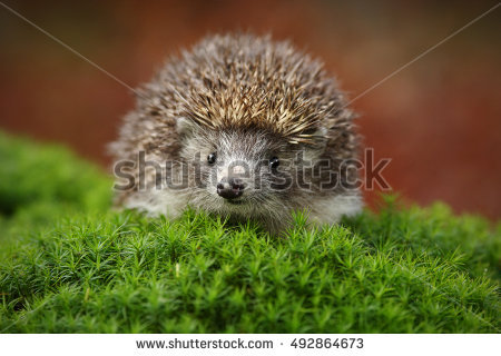 Hedgehog Stock Images, Royalty.