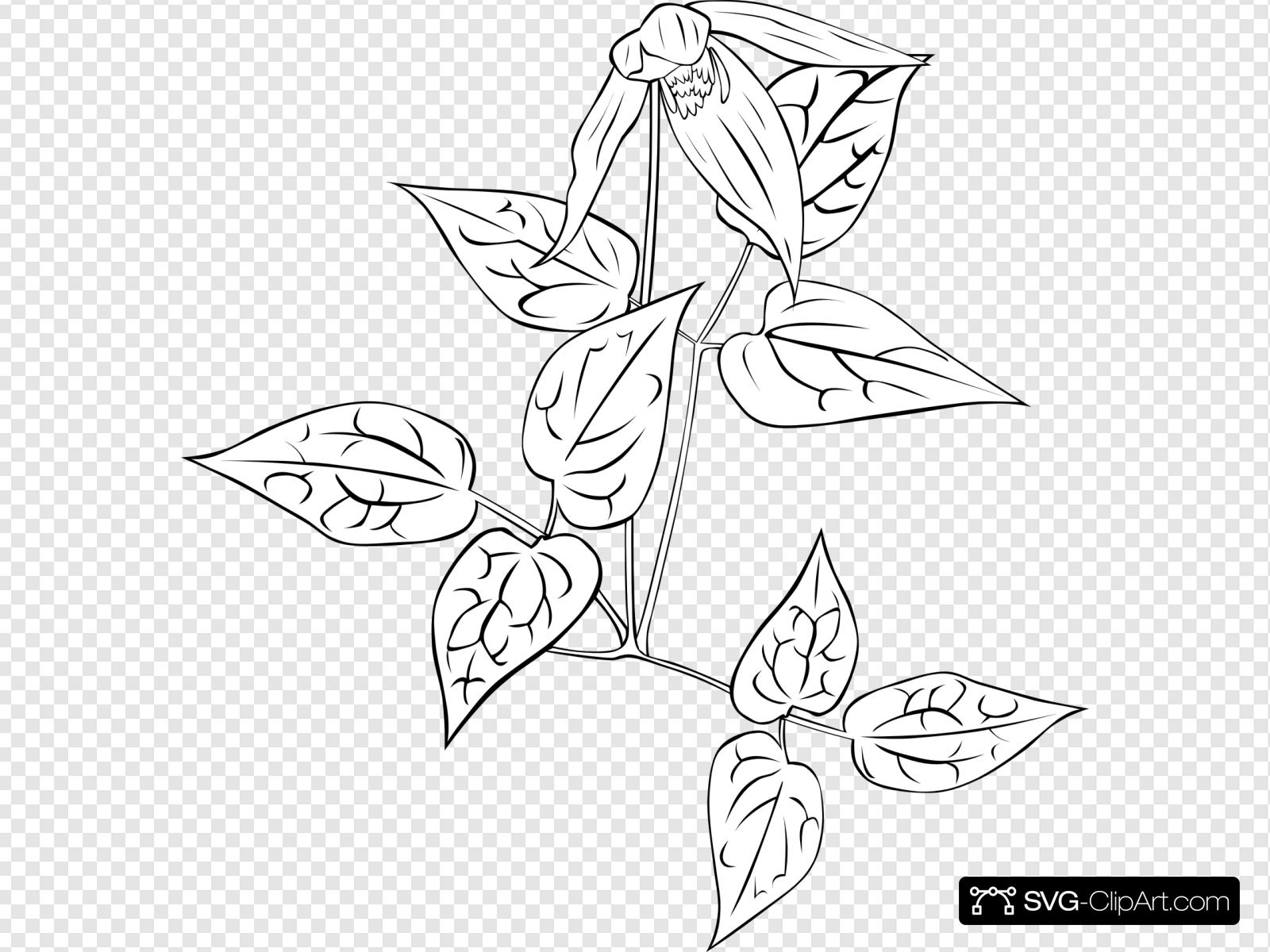 Western Blue Virginsbower Coloring Page Clip art, Icon and.