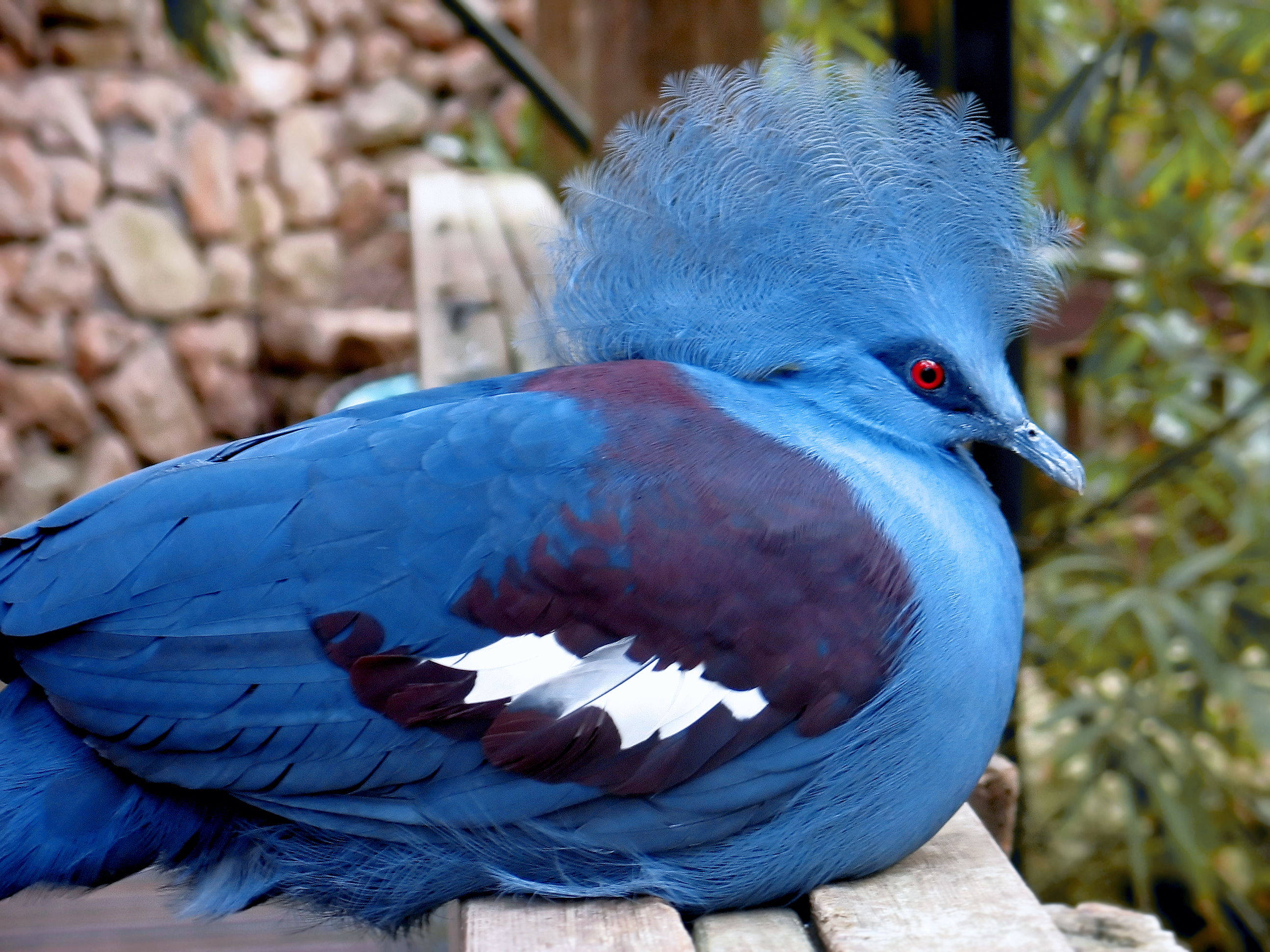 Blue Crowned Pigeon.